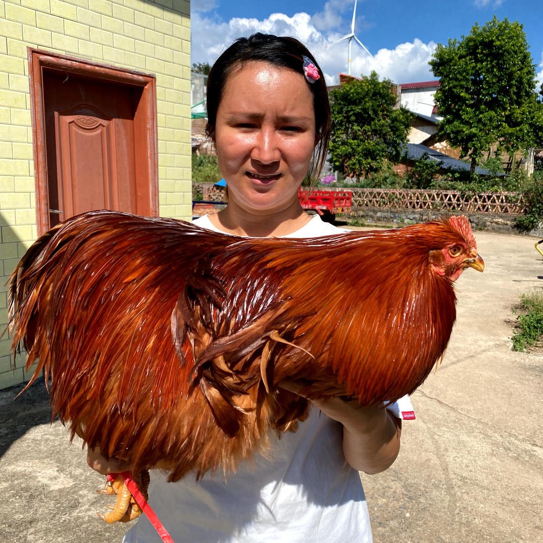 粤北高山土鸡