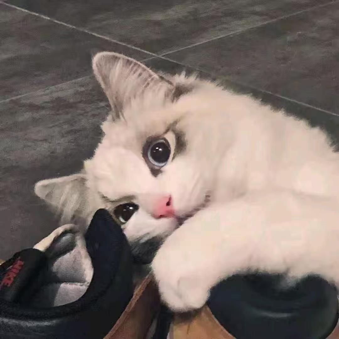 小贾🎃