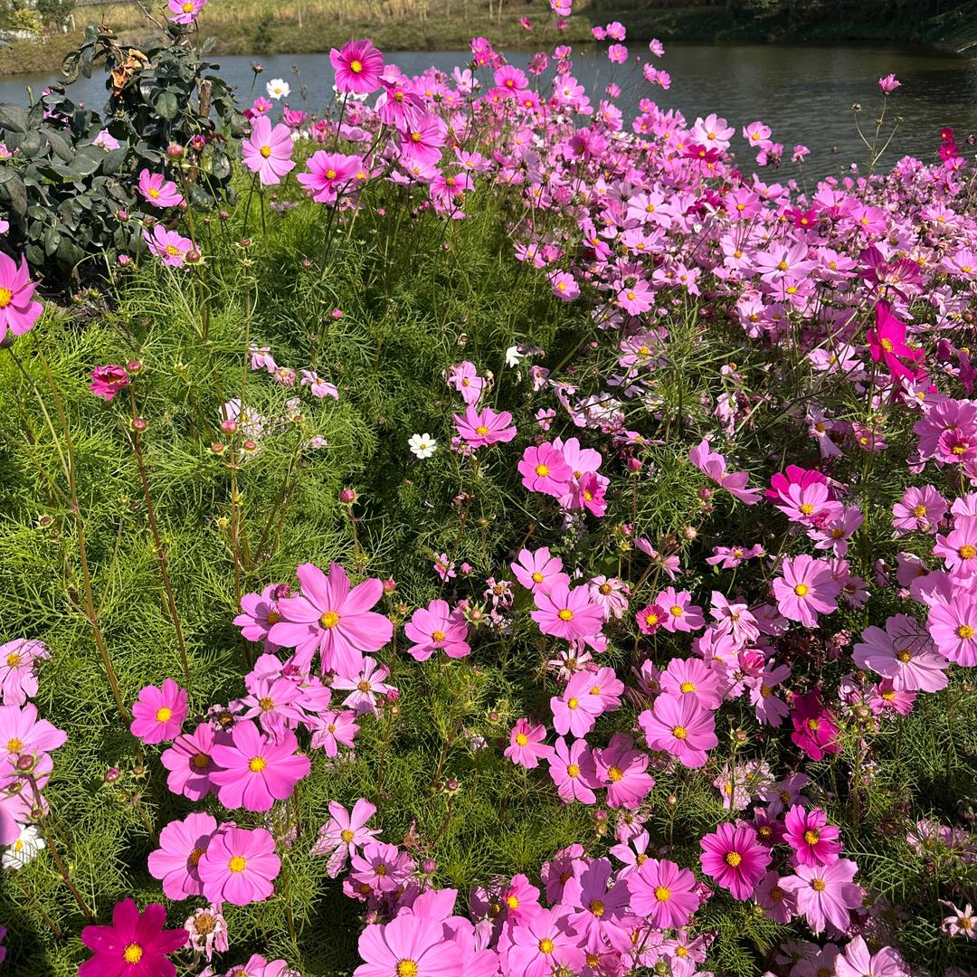 花海之间