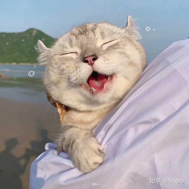 诺诺好物推荐