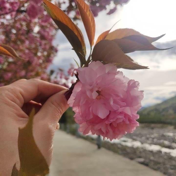 ꪗꪖꪀᧁ