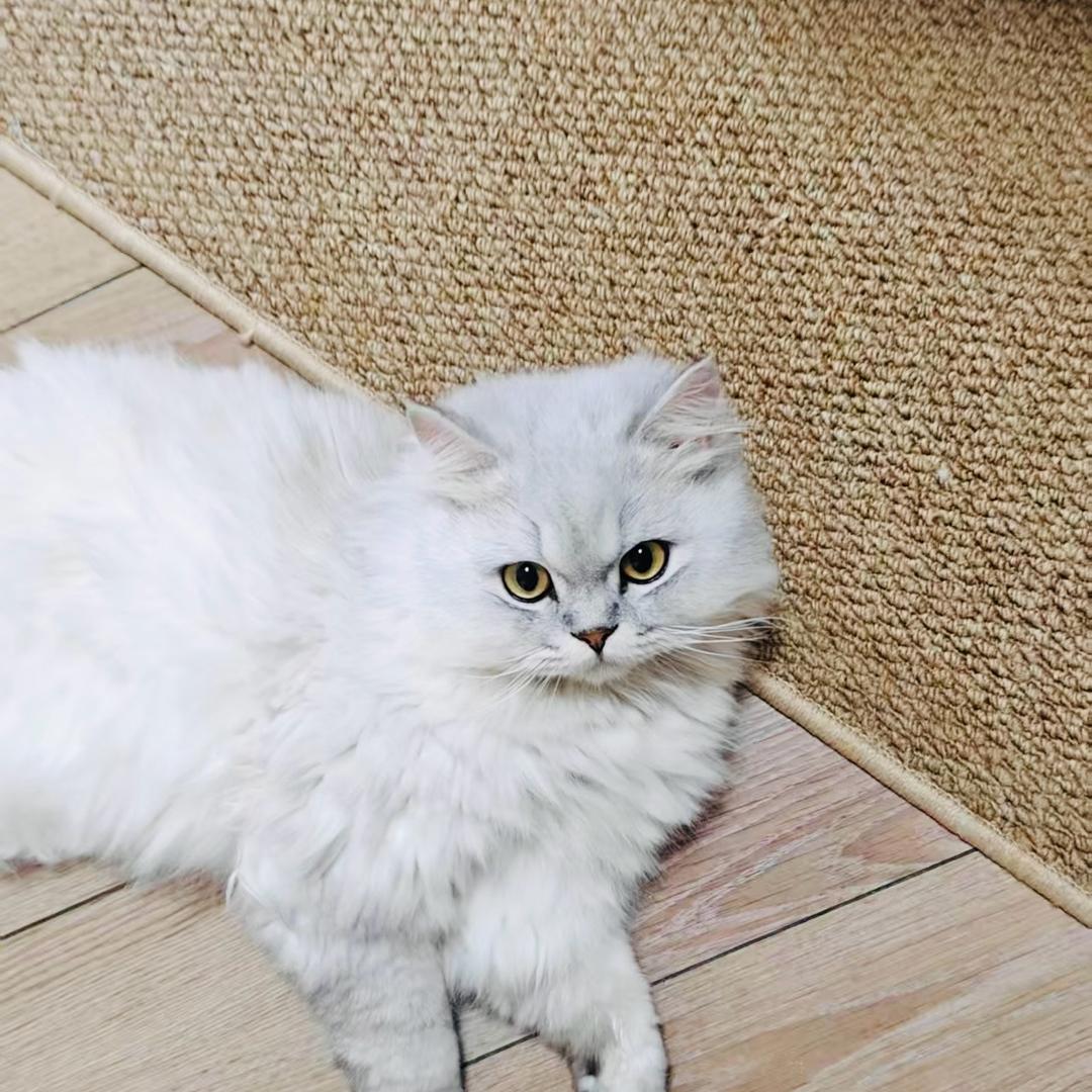 李小七