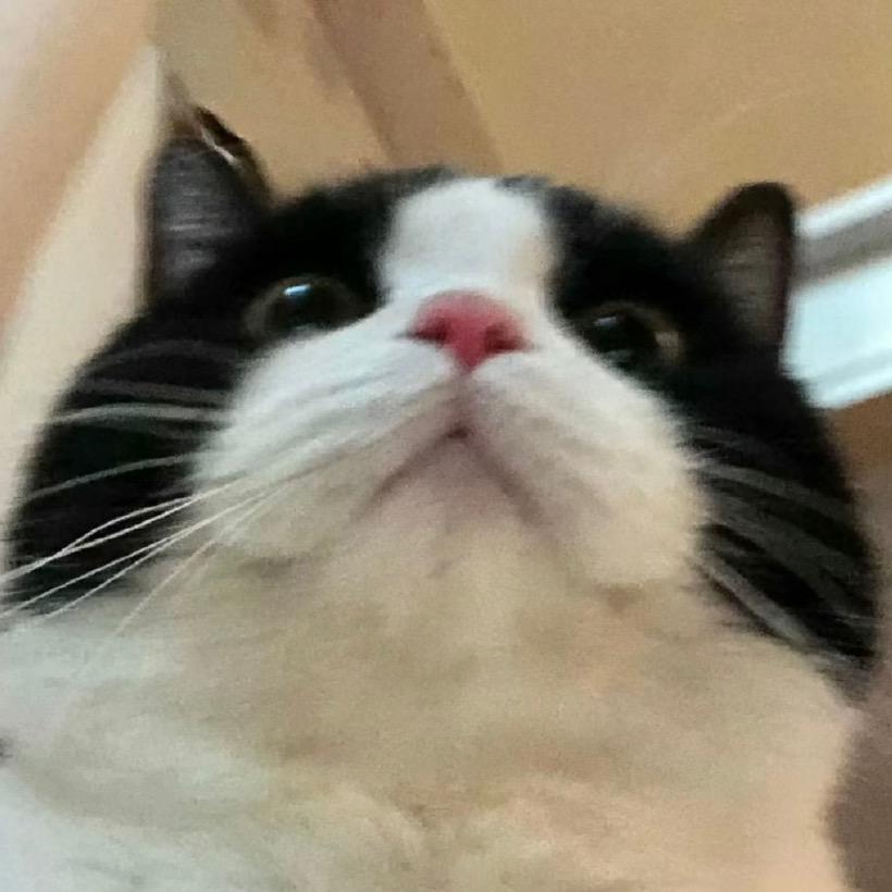 咩咩是只猫
