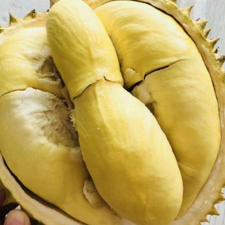 榴莲一生