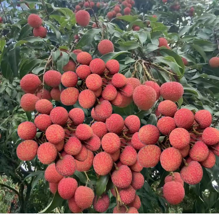 乐谊多小时达供应链