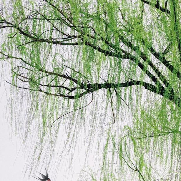 秦王