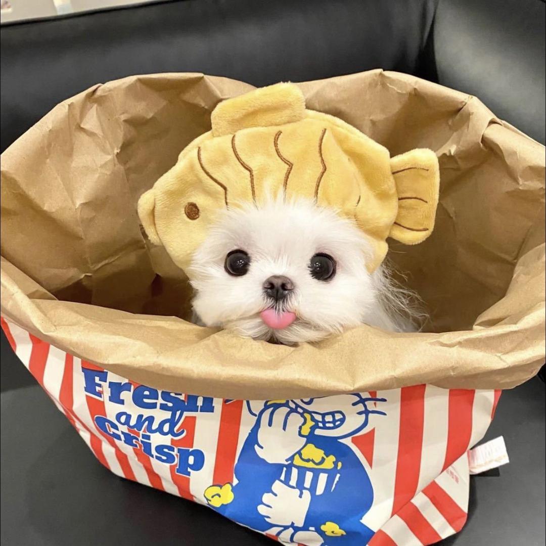 麻薯小星