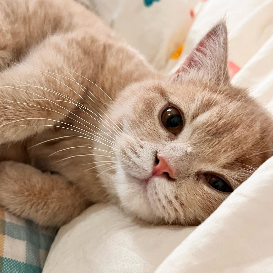 臭蛋日常🐱