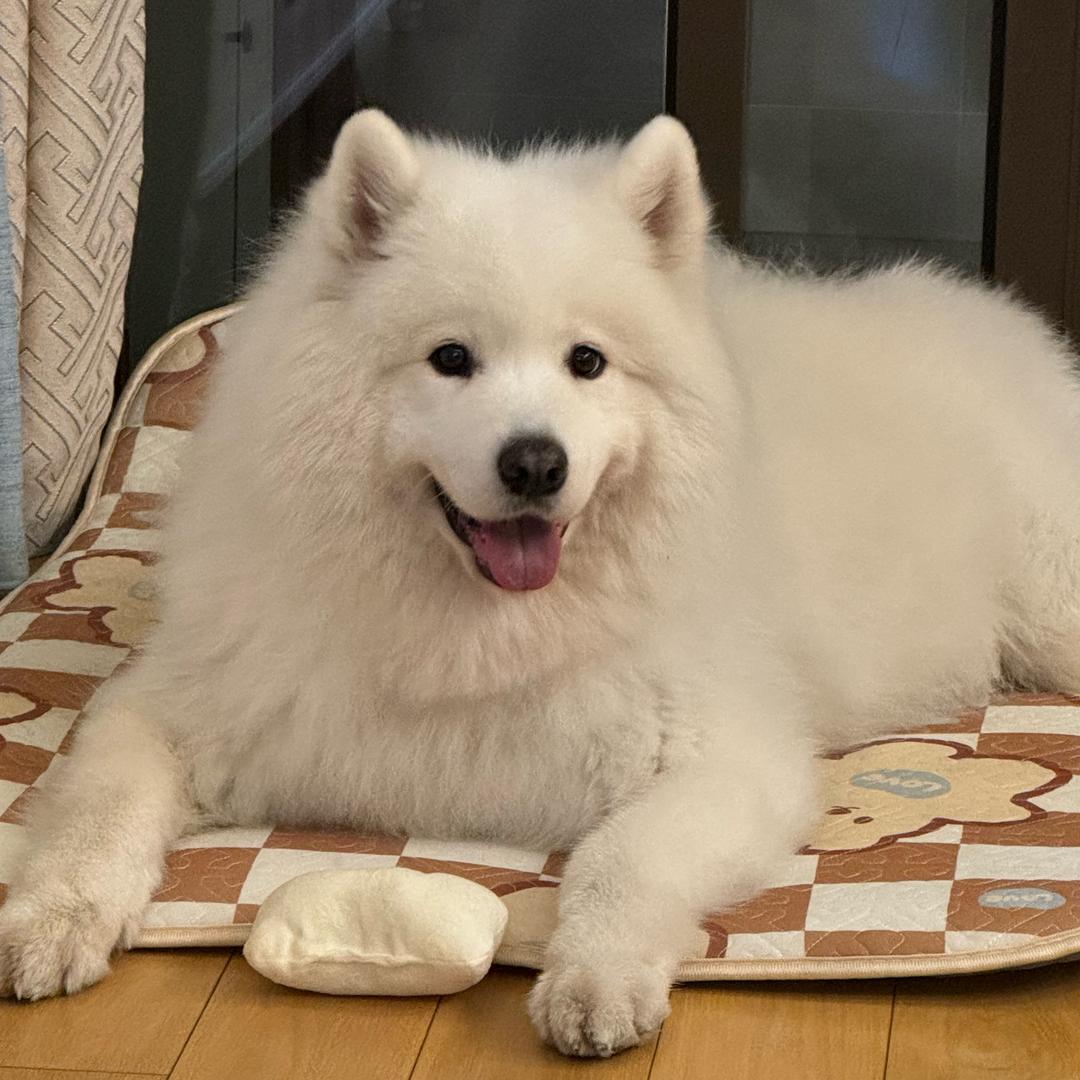 康纳是笨狗