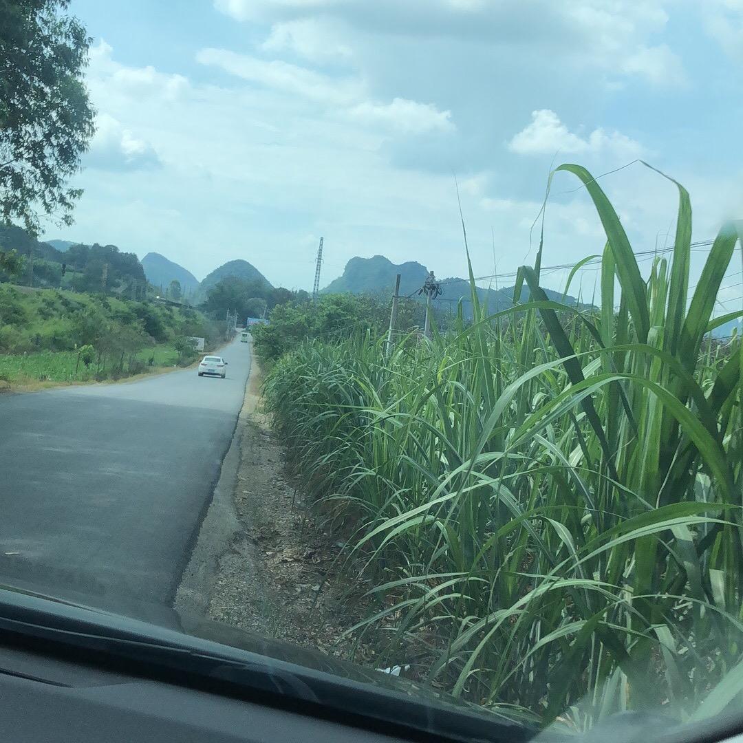 大黄毛白肚山鼠