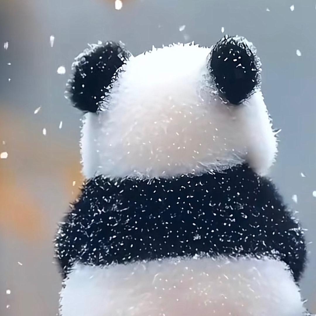 丹丹妹