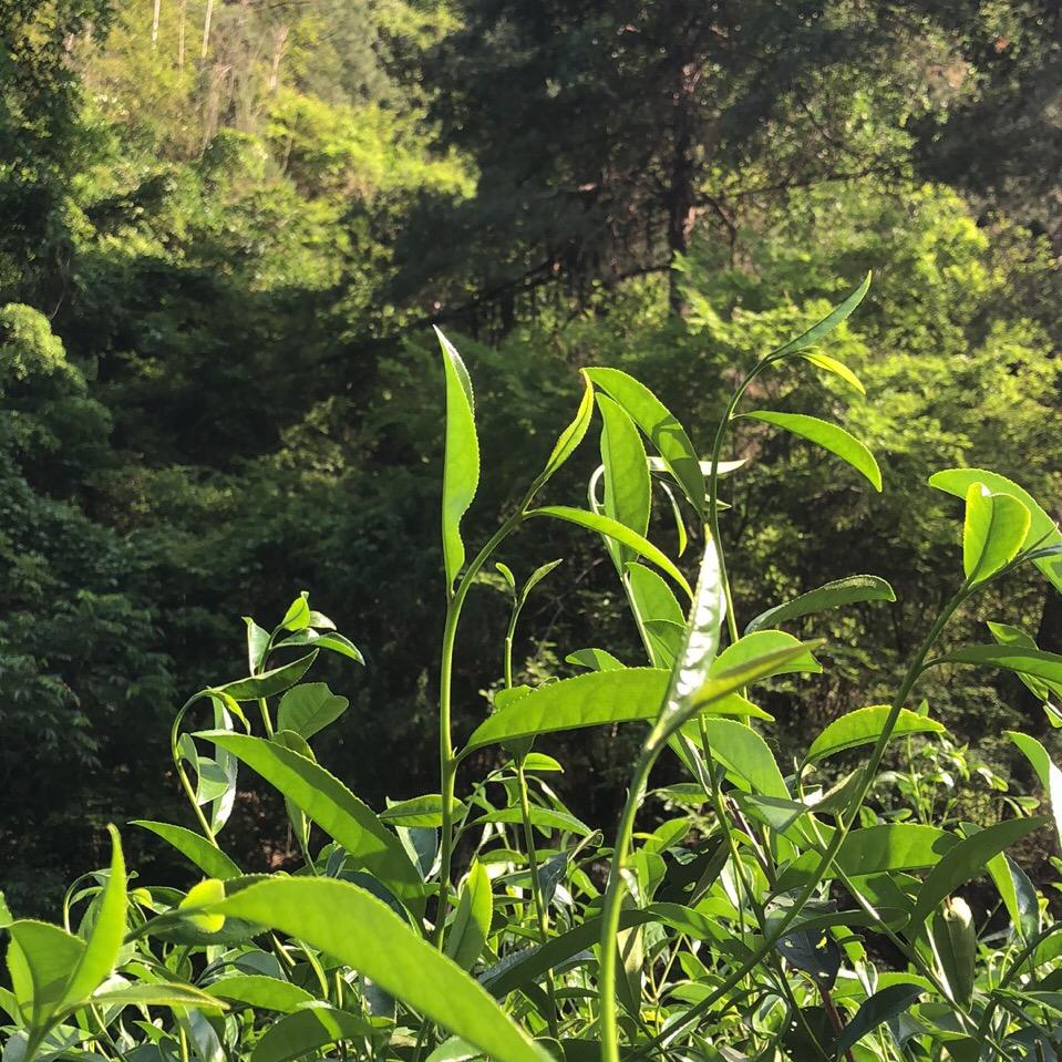 升韵茶行《茶心粮》