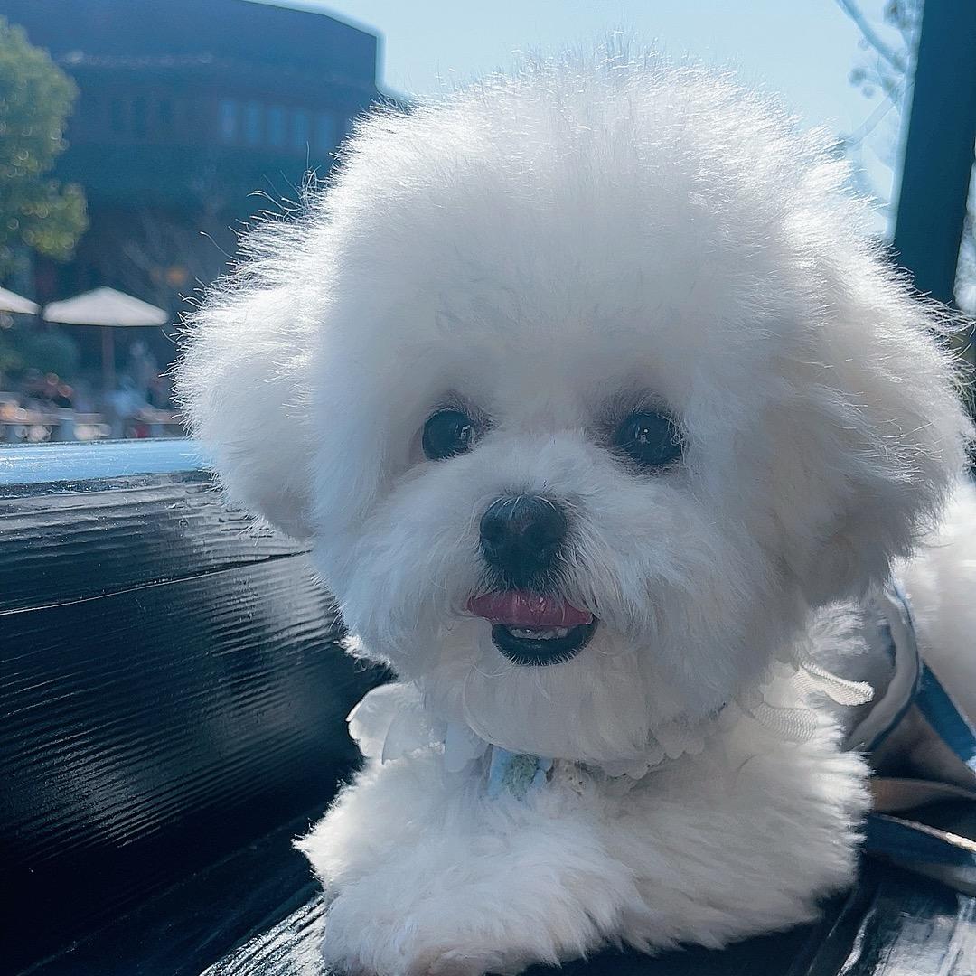 壮壮是只小比熊