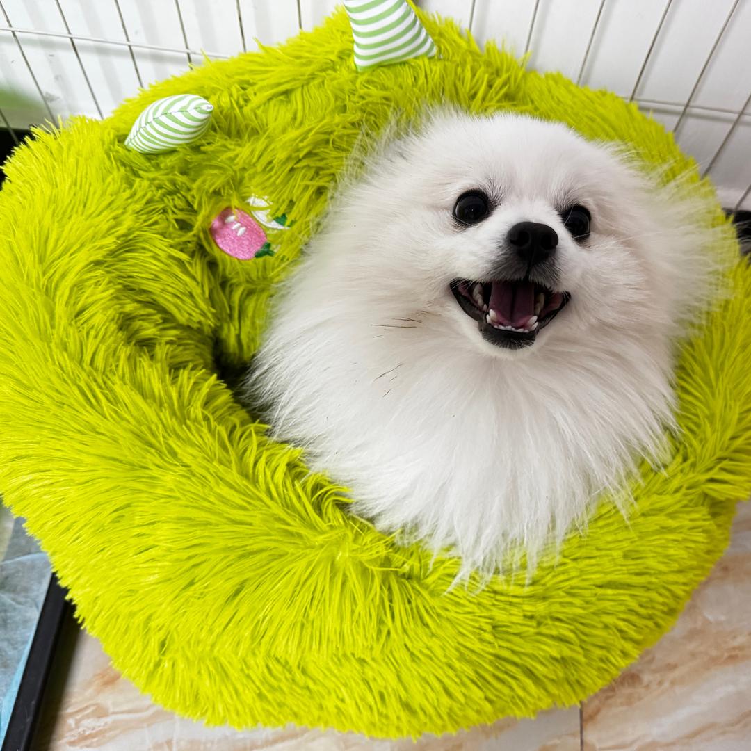 ZQQ