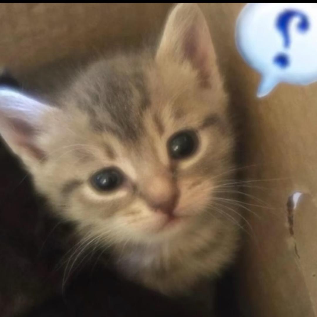 薯汁蘸点薯条吃掉