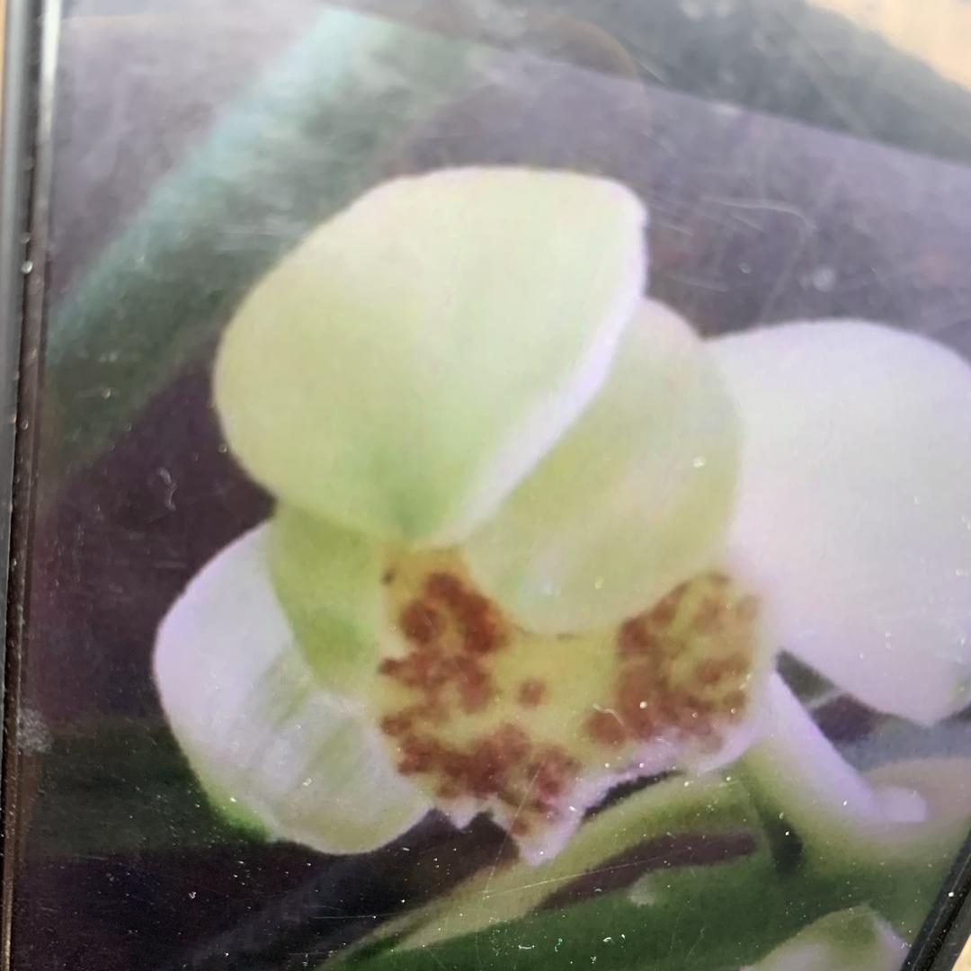 蕙兰精品花卉小店