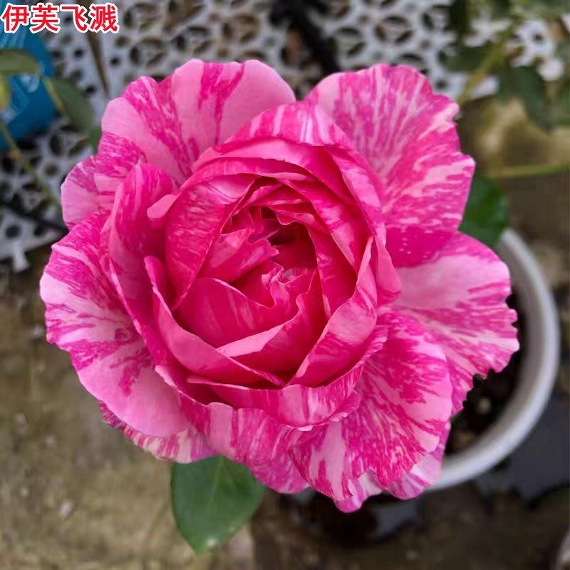 狸狸月季