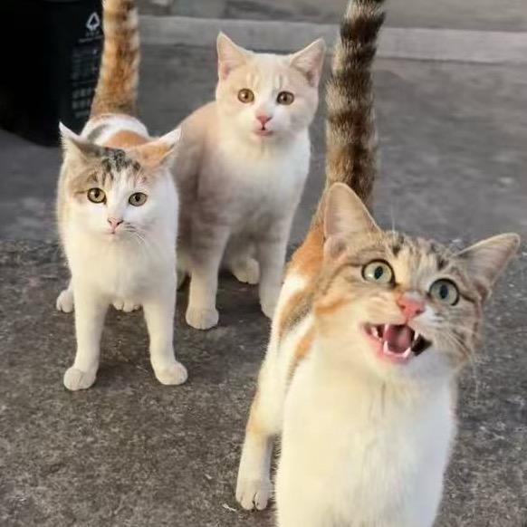 虐虐