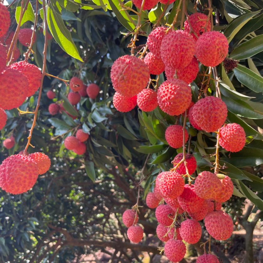 胖鲜生～荔枝供应链