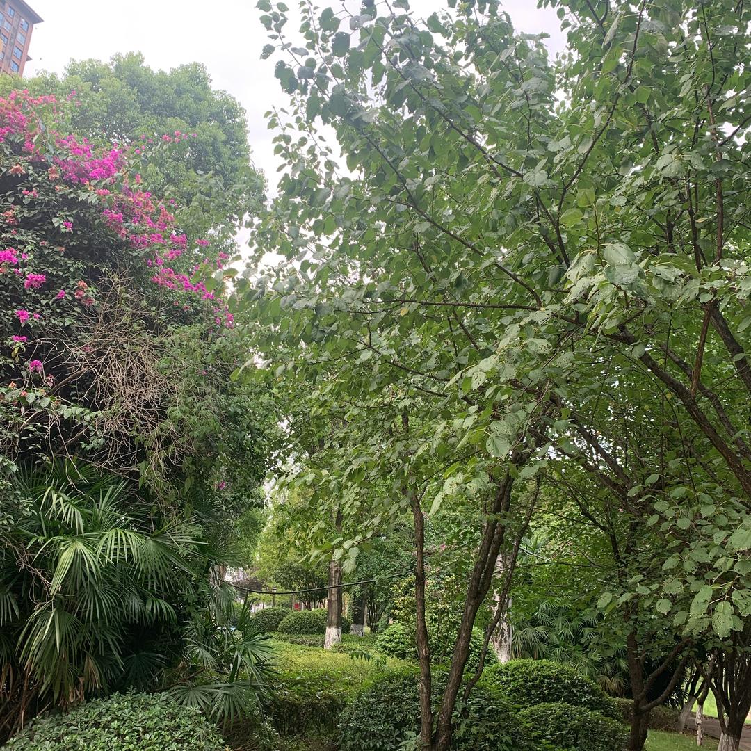 三菇凉(找老伴)