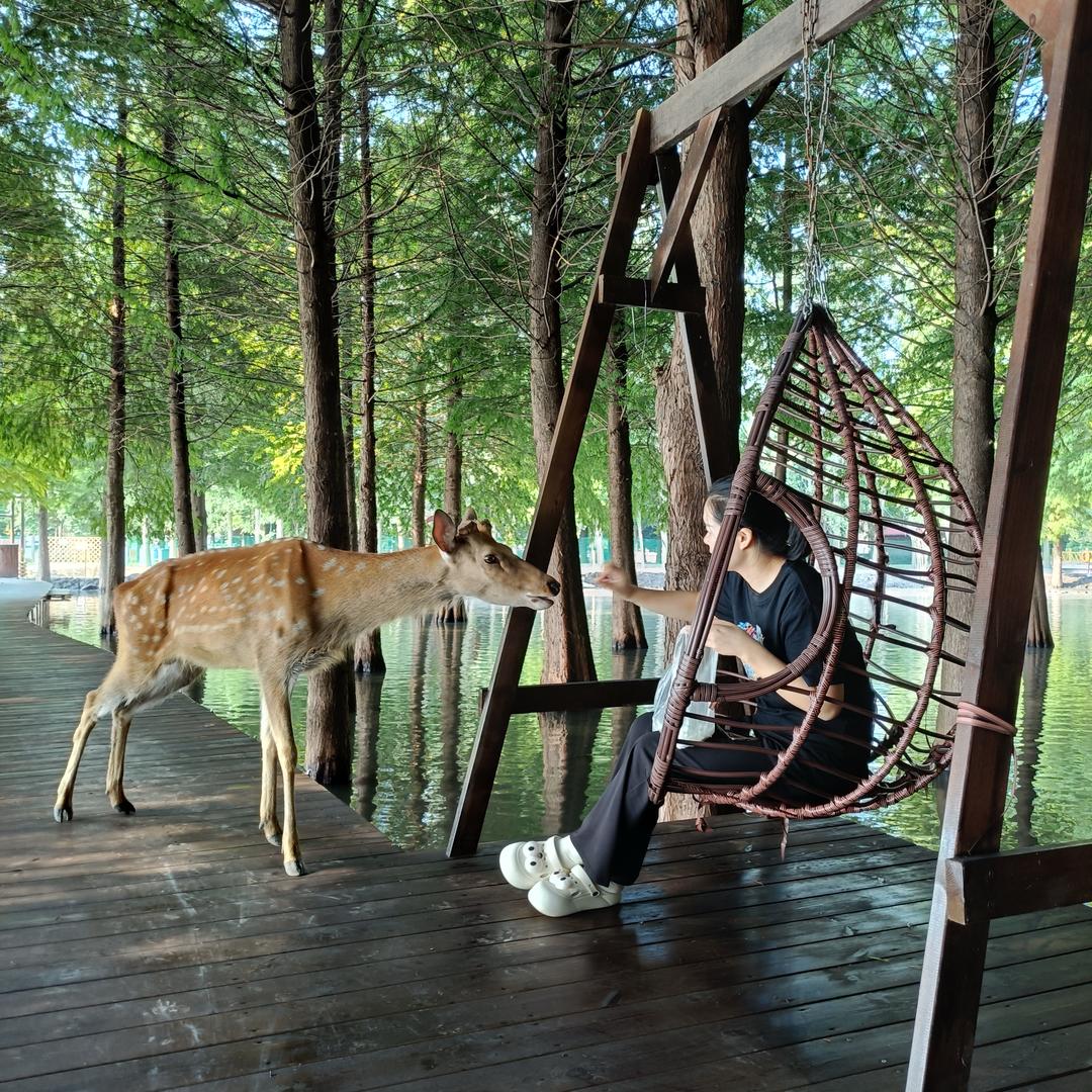 小鹿家🦌