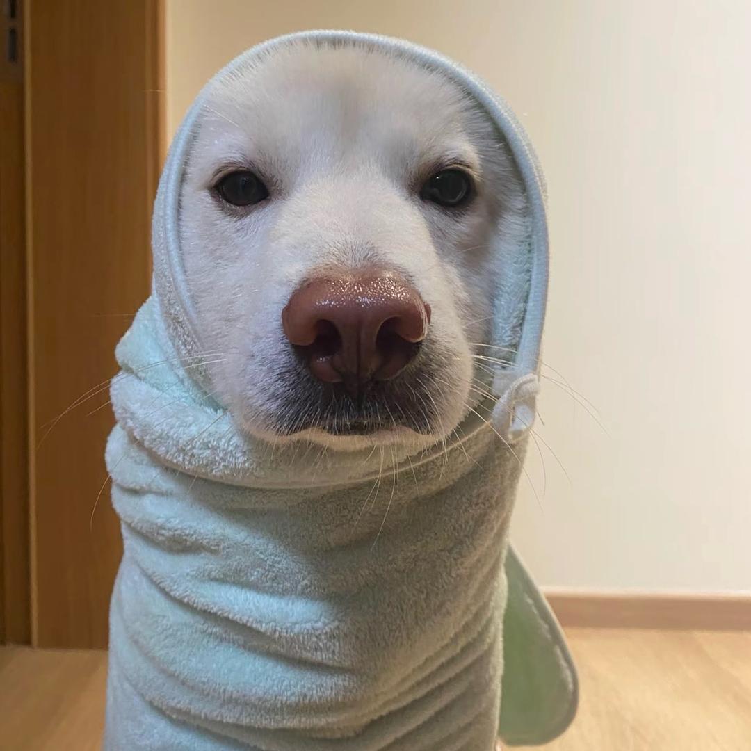 害羞的老母猪