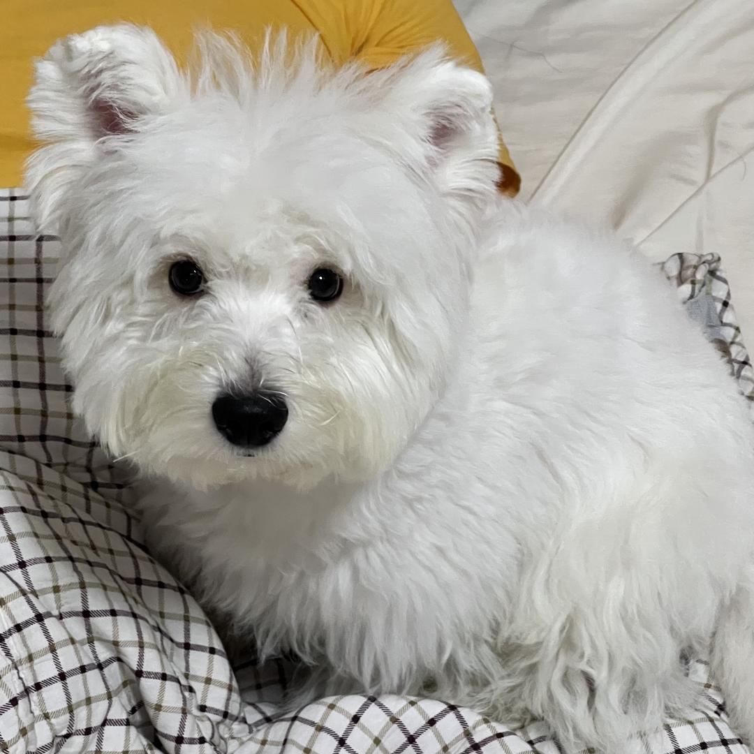 猪圈里最爱摔倒的猪小微