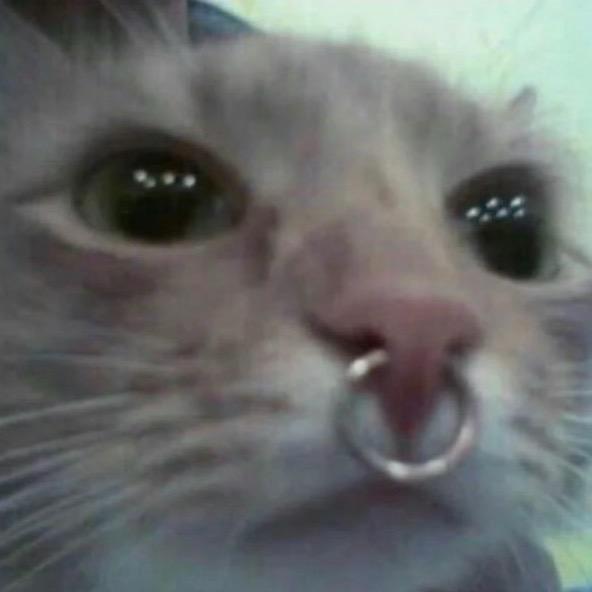 贵州鸽子（趣家军）