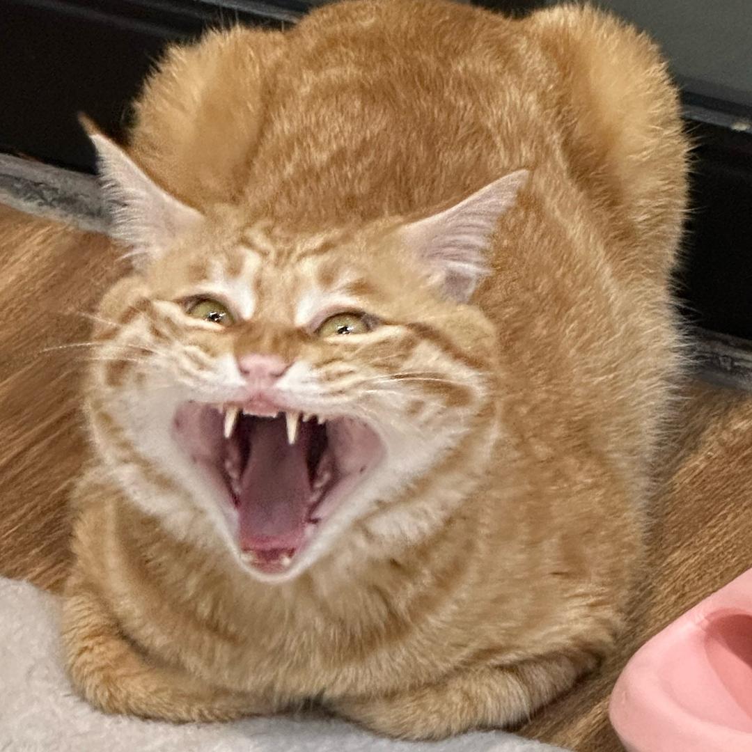 花火
