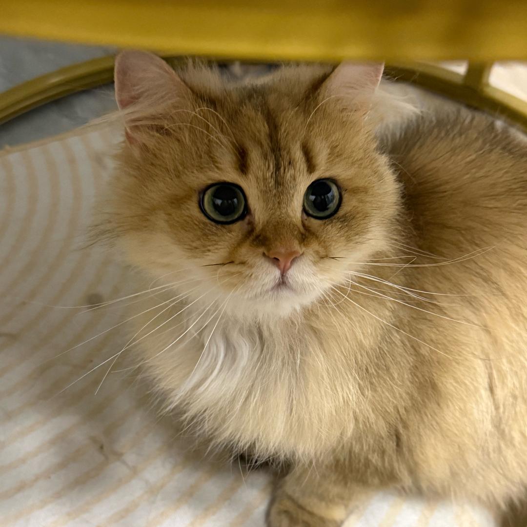 柚柚小肥猫