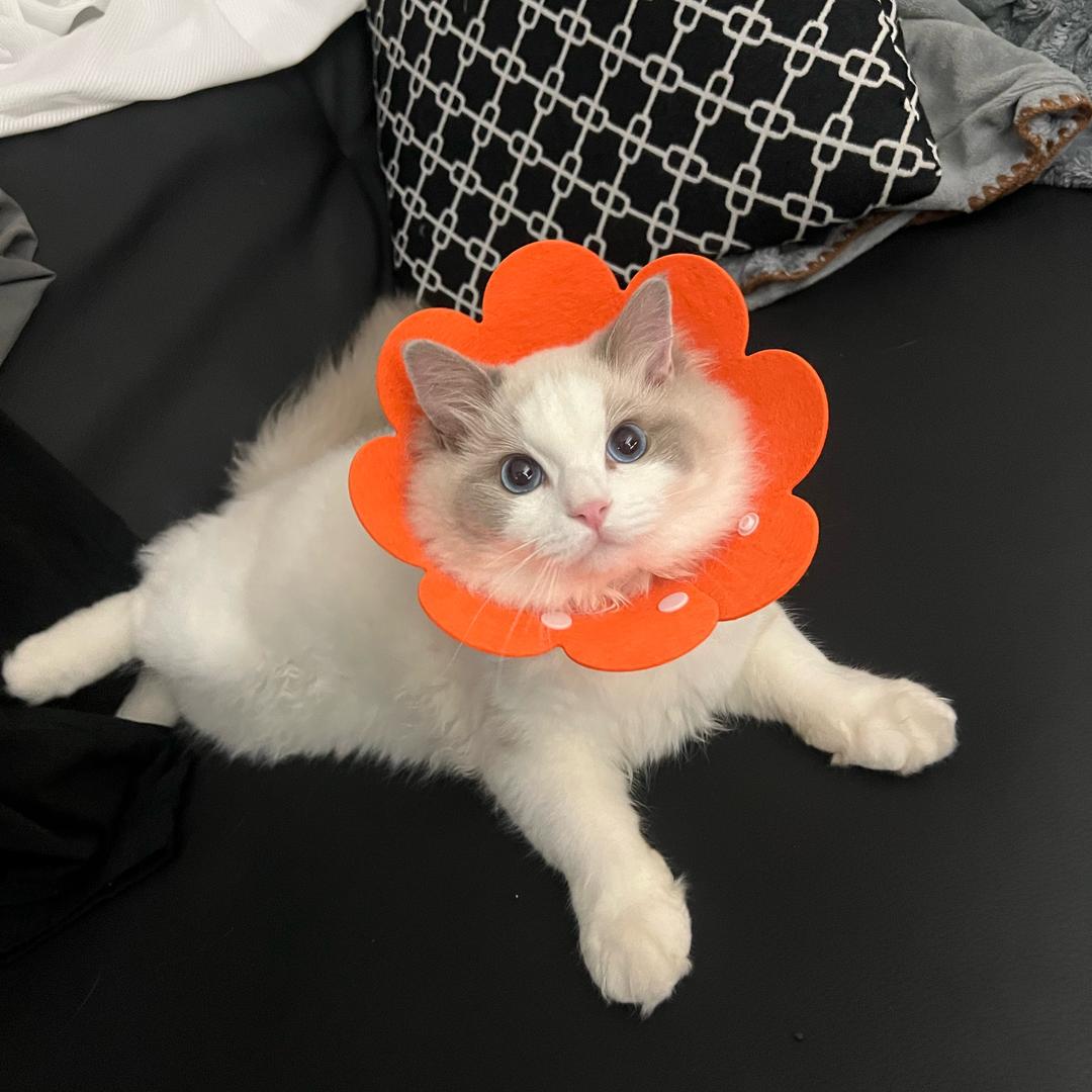 汪汪汪！