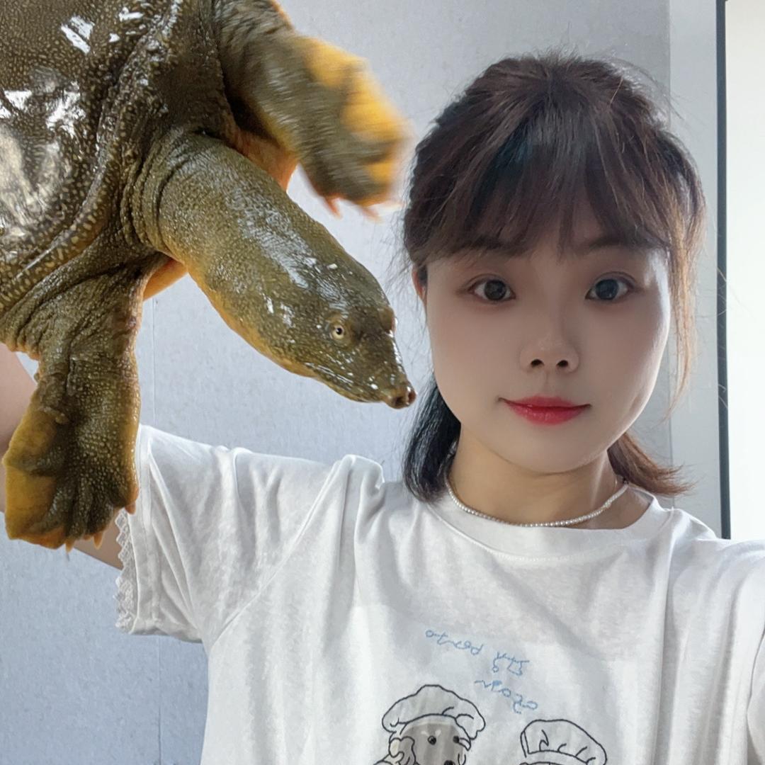 小妹甲鱼