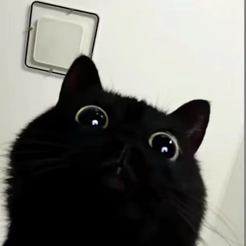 开心番茄🍅