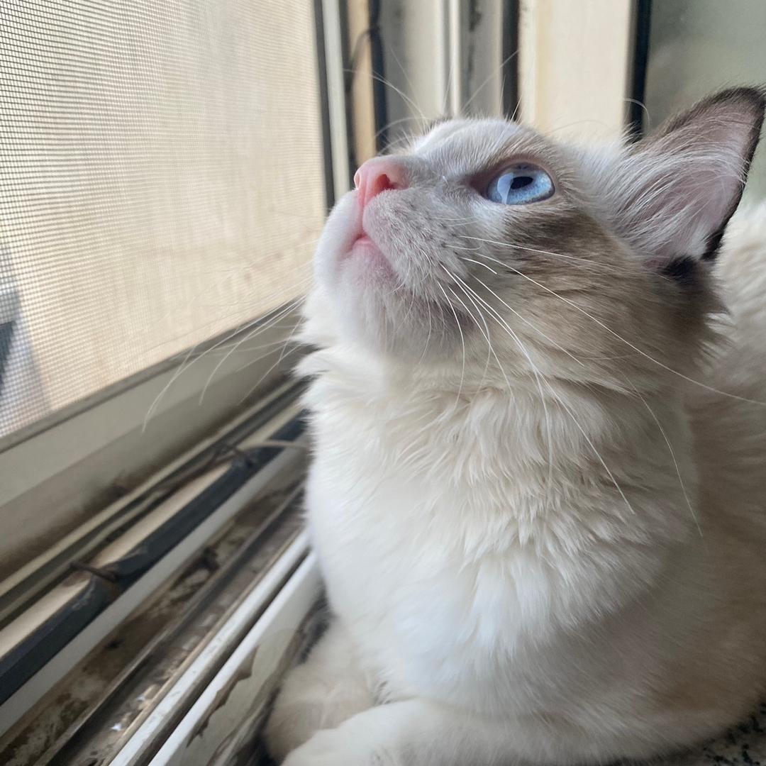 江小鱼（努力版）