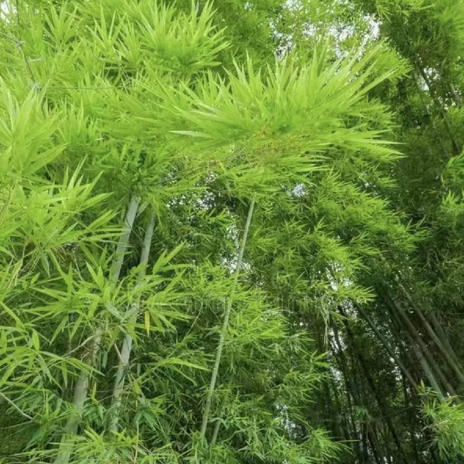 🍎燕子（財来找我）