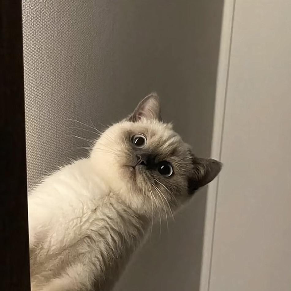 mr. hé