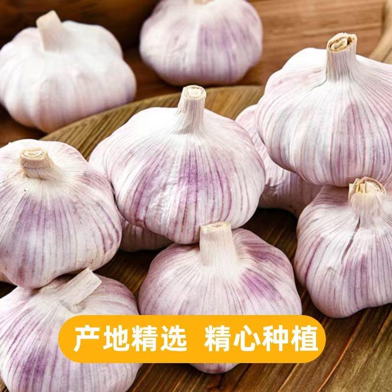 蒜小弟