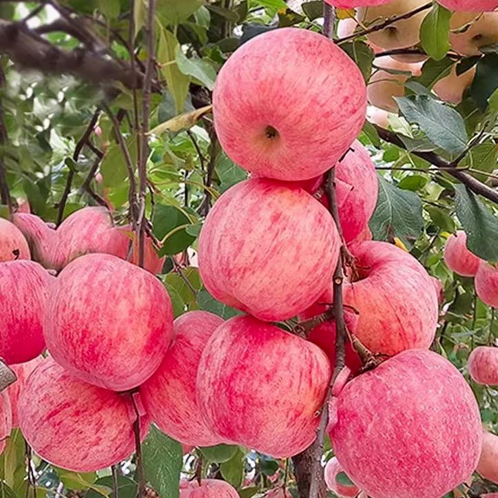 果树种植大明1618