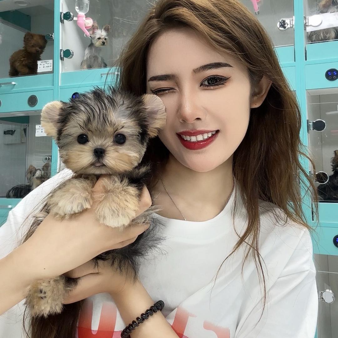 上海大莹家直播选狗