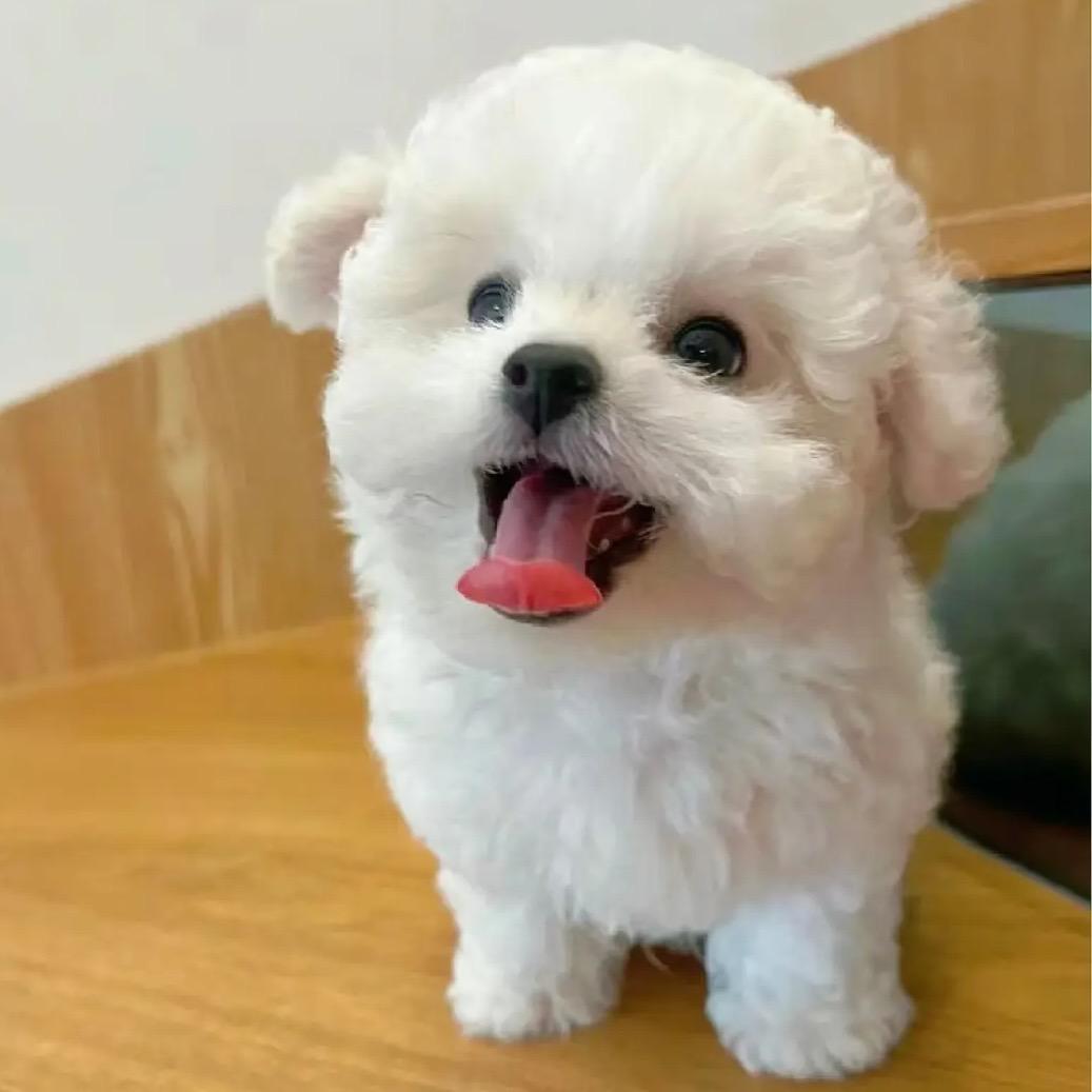 四只狗1️⃣号直播号