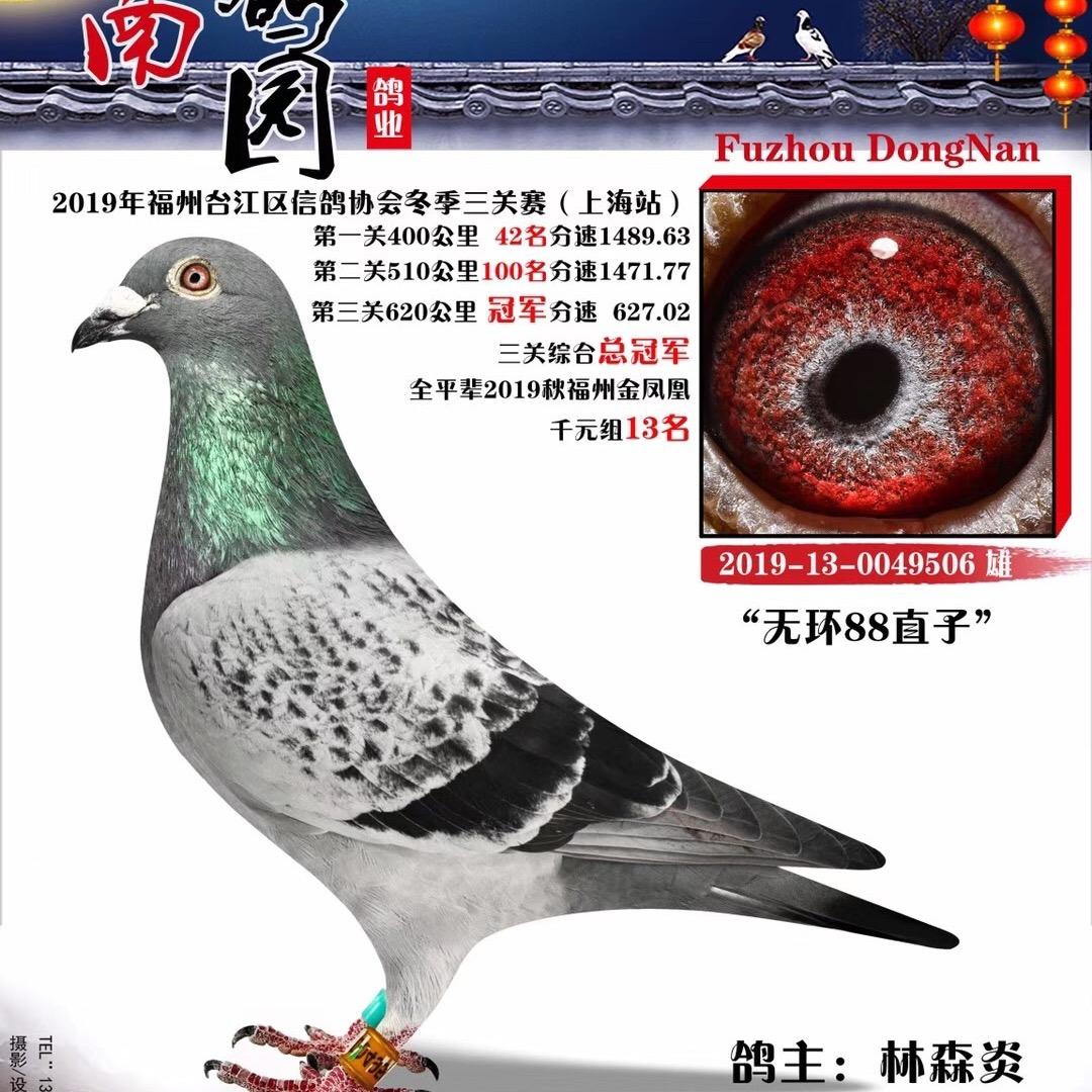 东南鸽苑+吉利花常年店