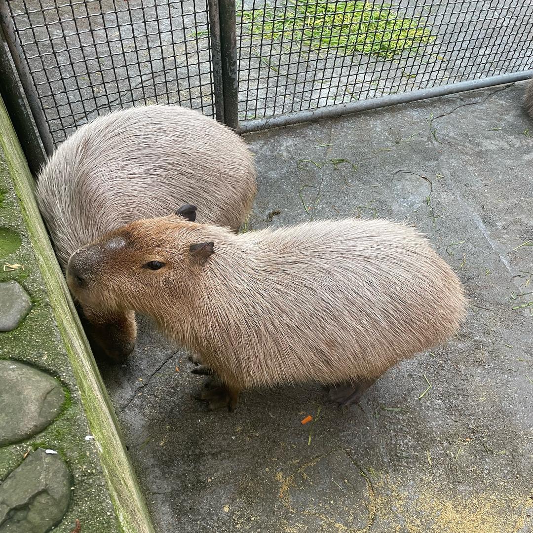 顶级捕食者