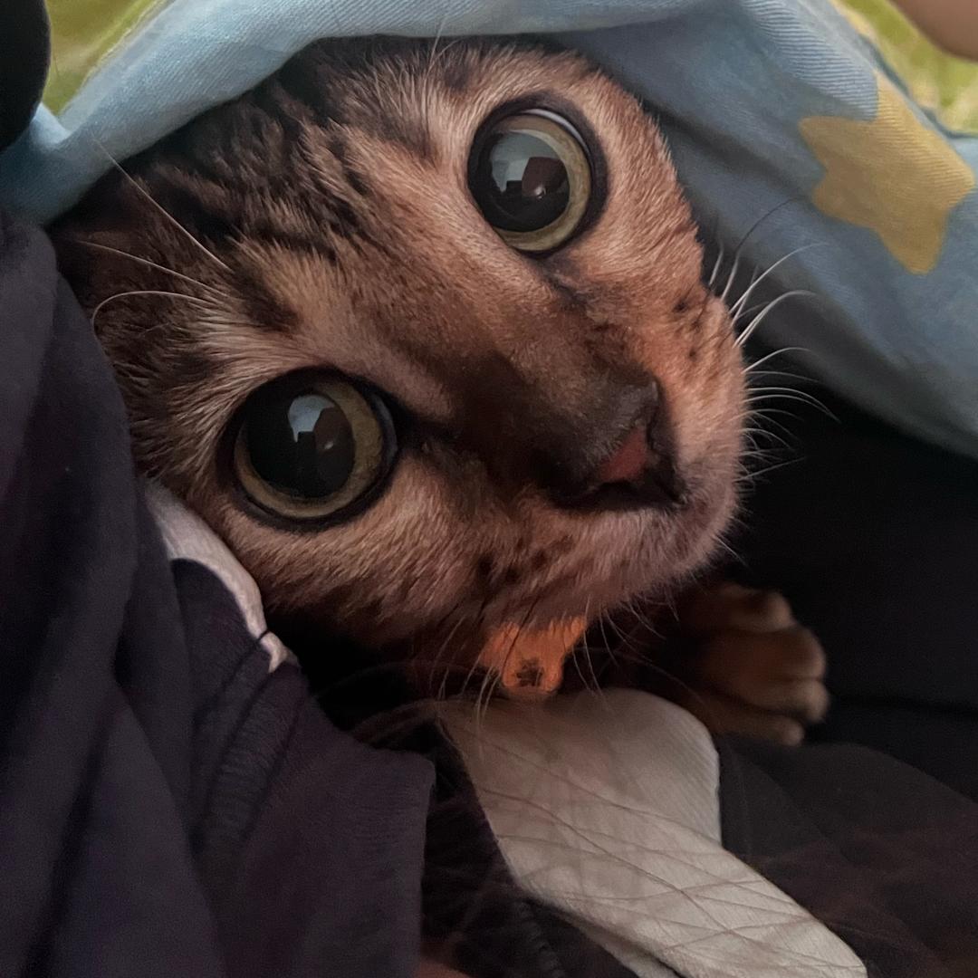 眠羊