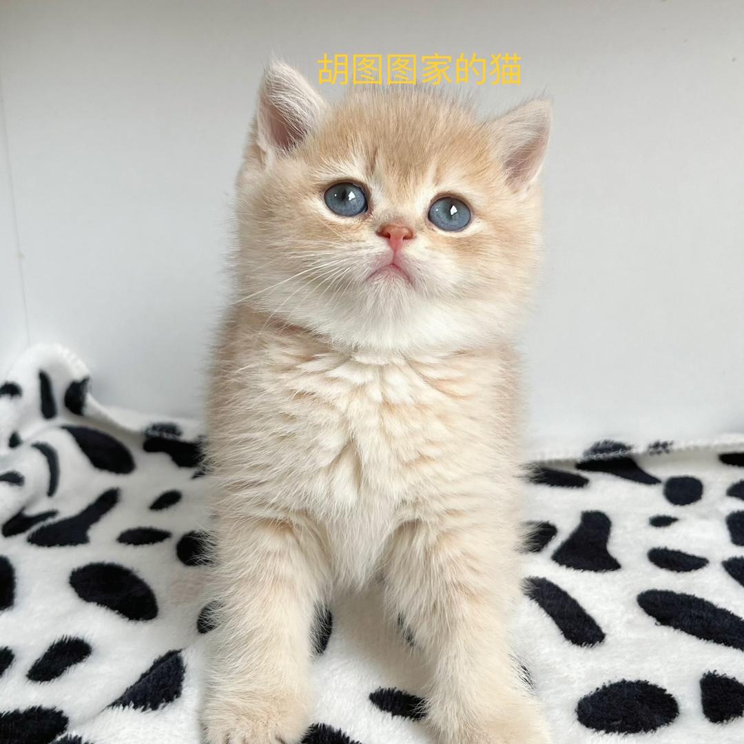 胡图图家的猫（萌宠主播晋晋）