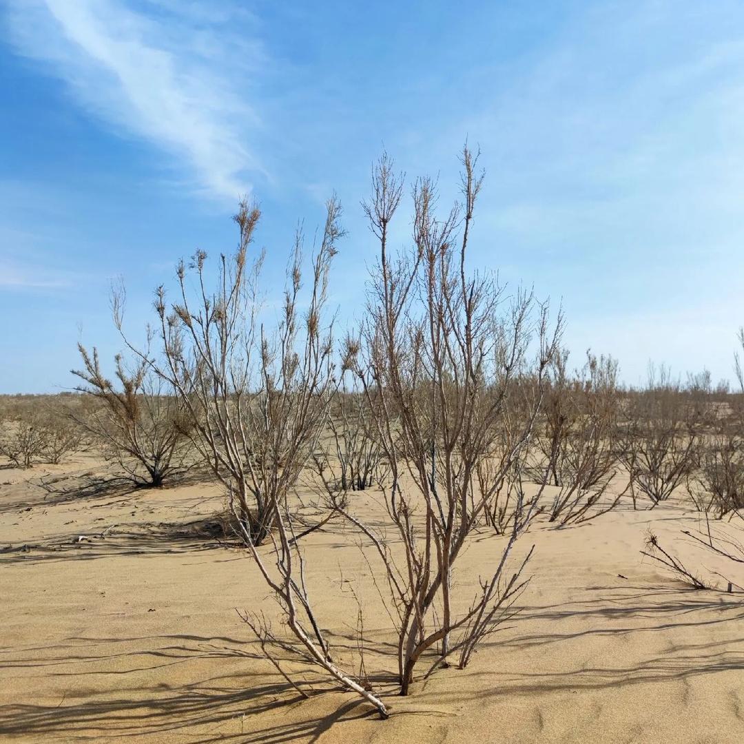 植树治沙绿色行动
