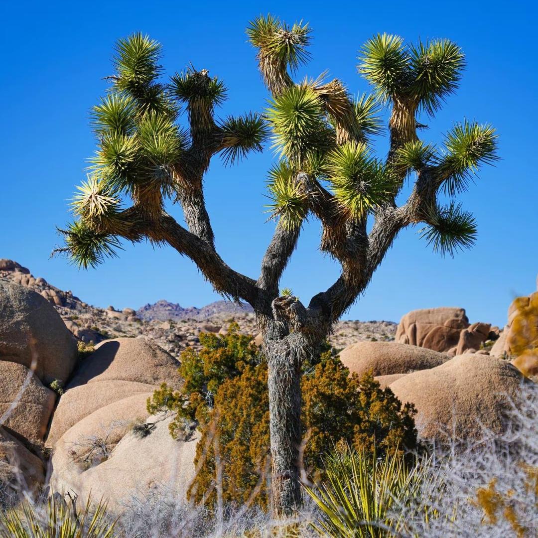 坦桑尼亚玫瑰2店