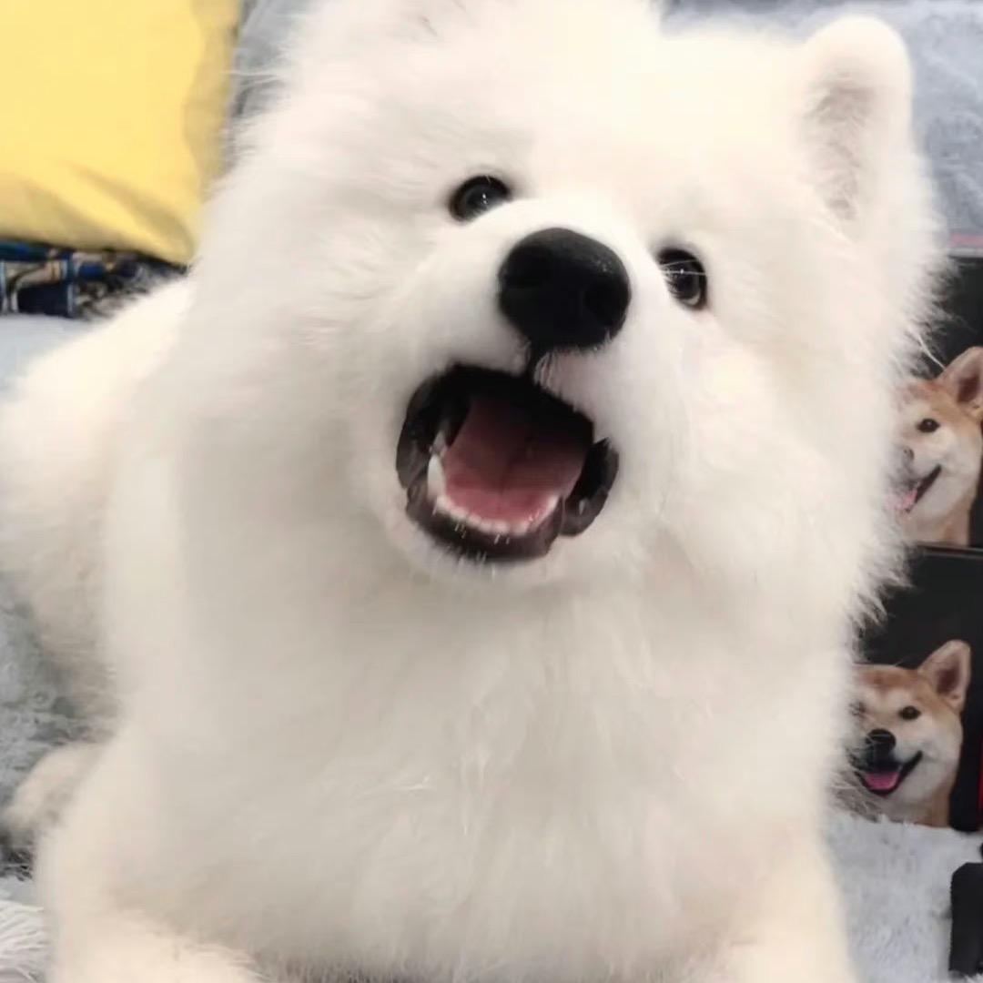 六颗柳树扭六扭
