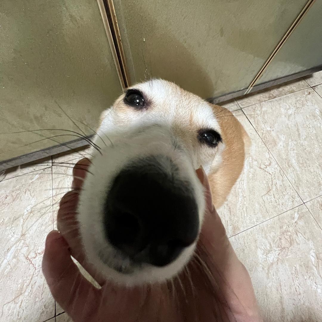 阻碍姐