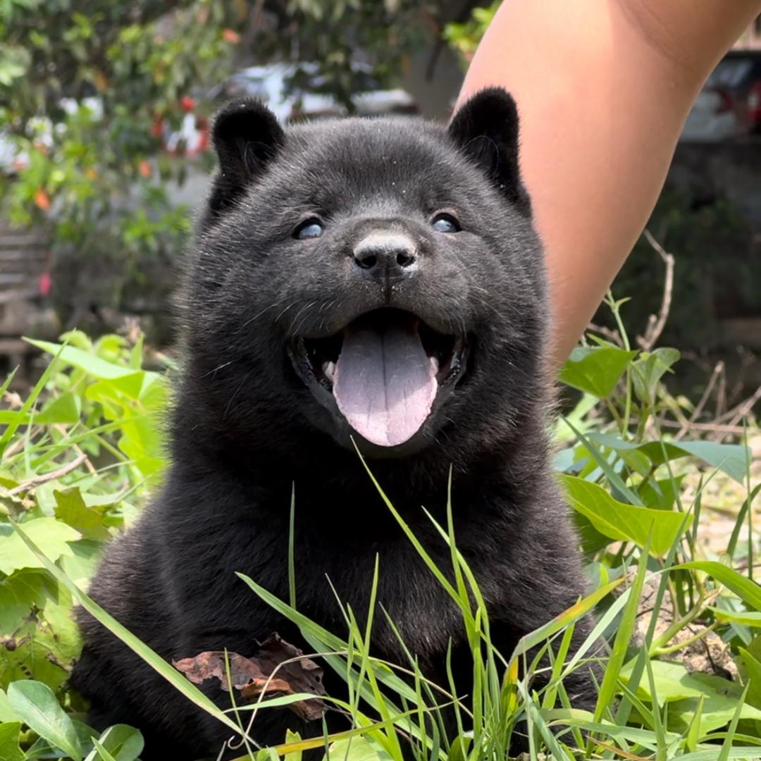 高端五黑犬文化（养🐶看第一个置顶视频）