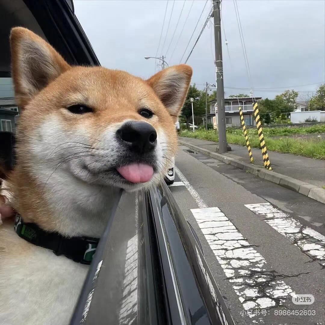 墨槭